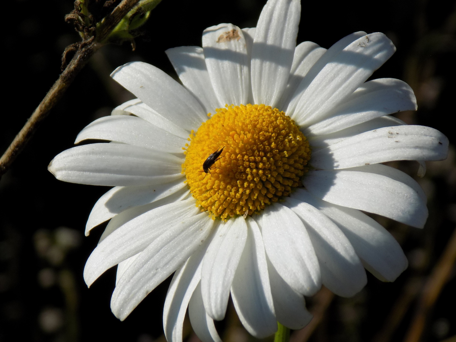 A bit of summer vibe... - My, Summer, Mood, The photo, Nature, Village, Longpost