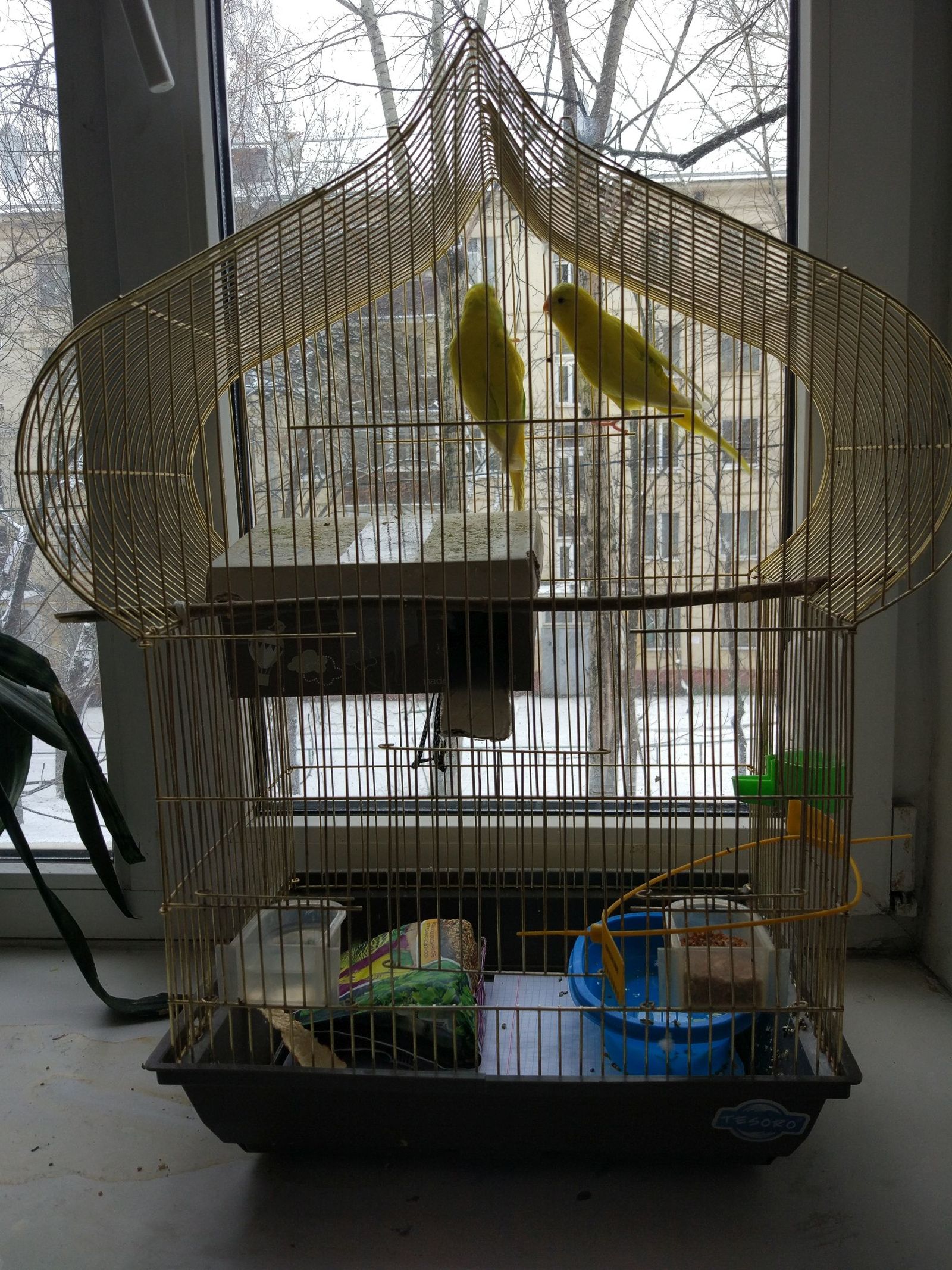 Help with the parrots! - My, Pets, A parrot, In good hands, Moscow, Longpost