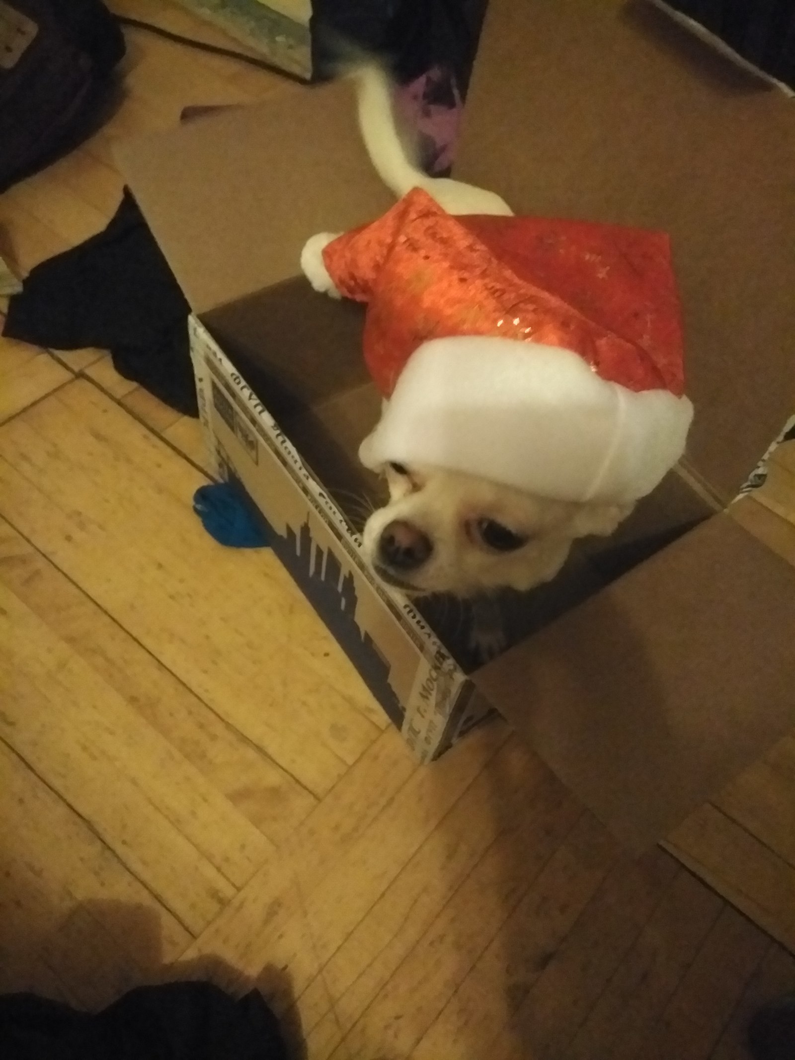 Thanks Snow Maiden from Moscow - My, Secret Santa, Chihuahua, Longpost, Gift exchange, Presents, 2018, Dog