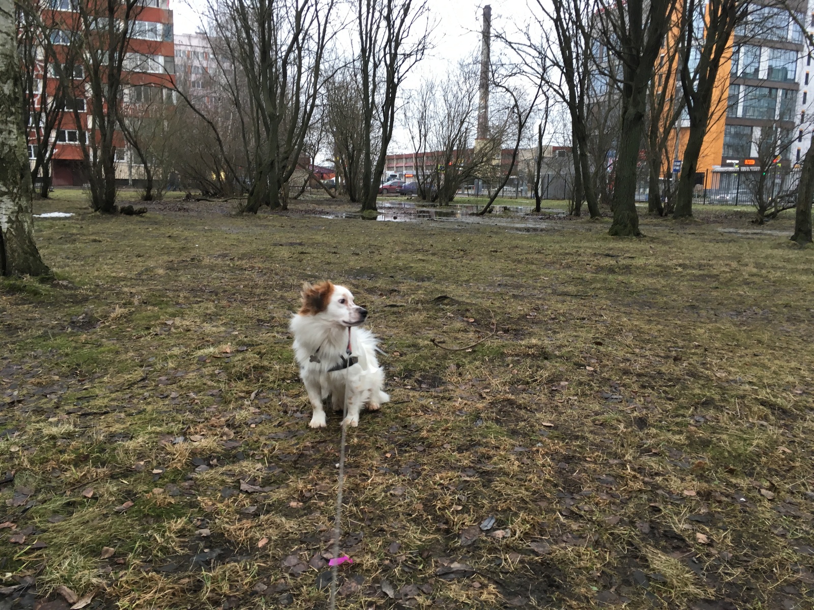 Winter in St. Petersburg - My, Saint Petersburg, Winter, Dog, Rick, Puddle