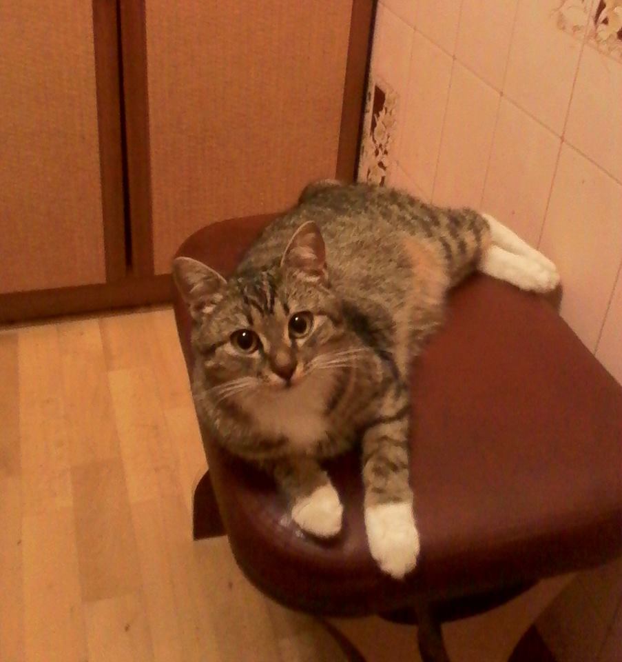 My cat) - My, Manyunya is a harmful cat, Paws, cat