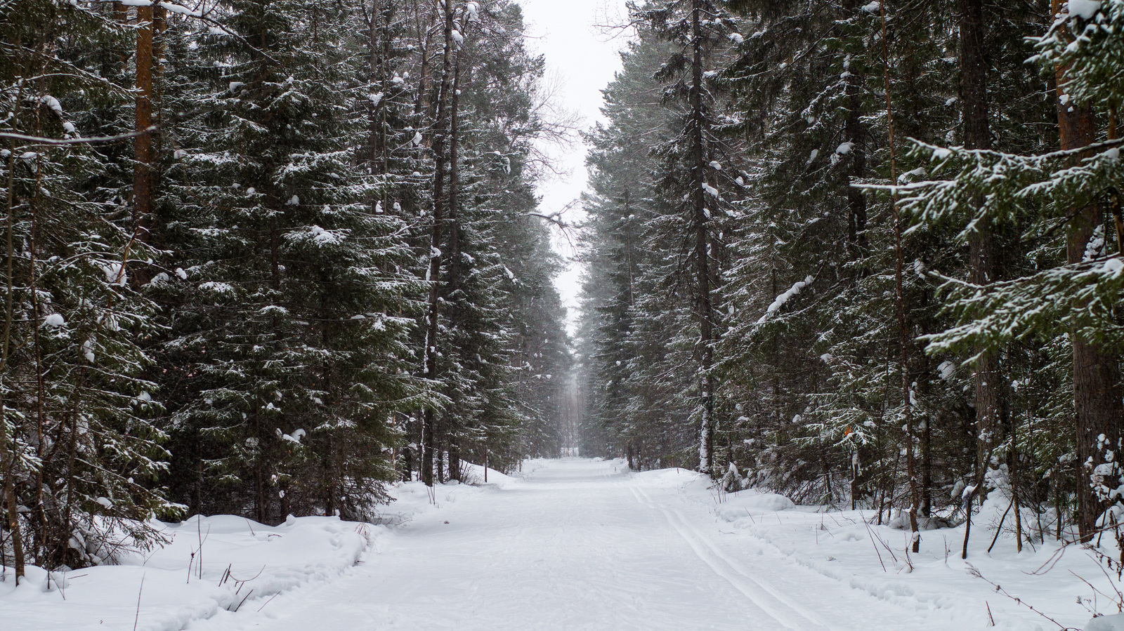 Winter forest - My, Forest, The photo