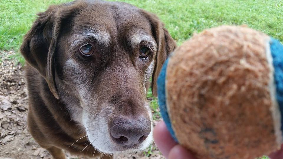 My girl is 13 today. - Dog, Age, Sadness, Reddit