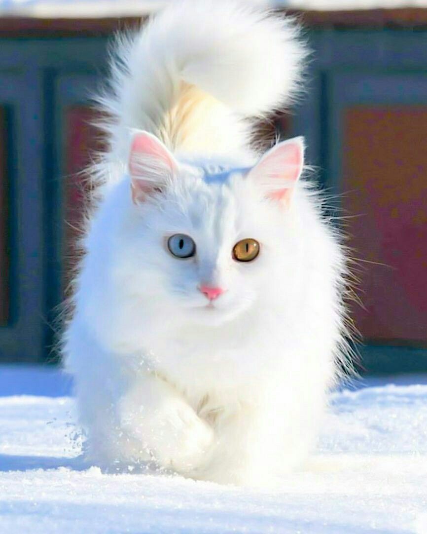 Sun, snow and snow-white cat... Beauty - cat, Winter, Snow, The photo, Not mine