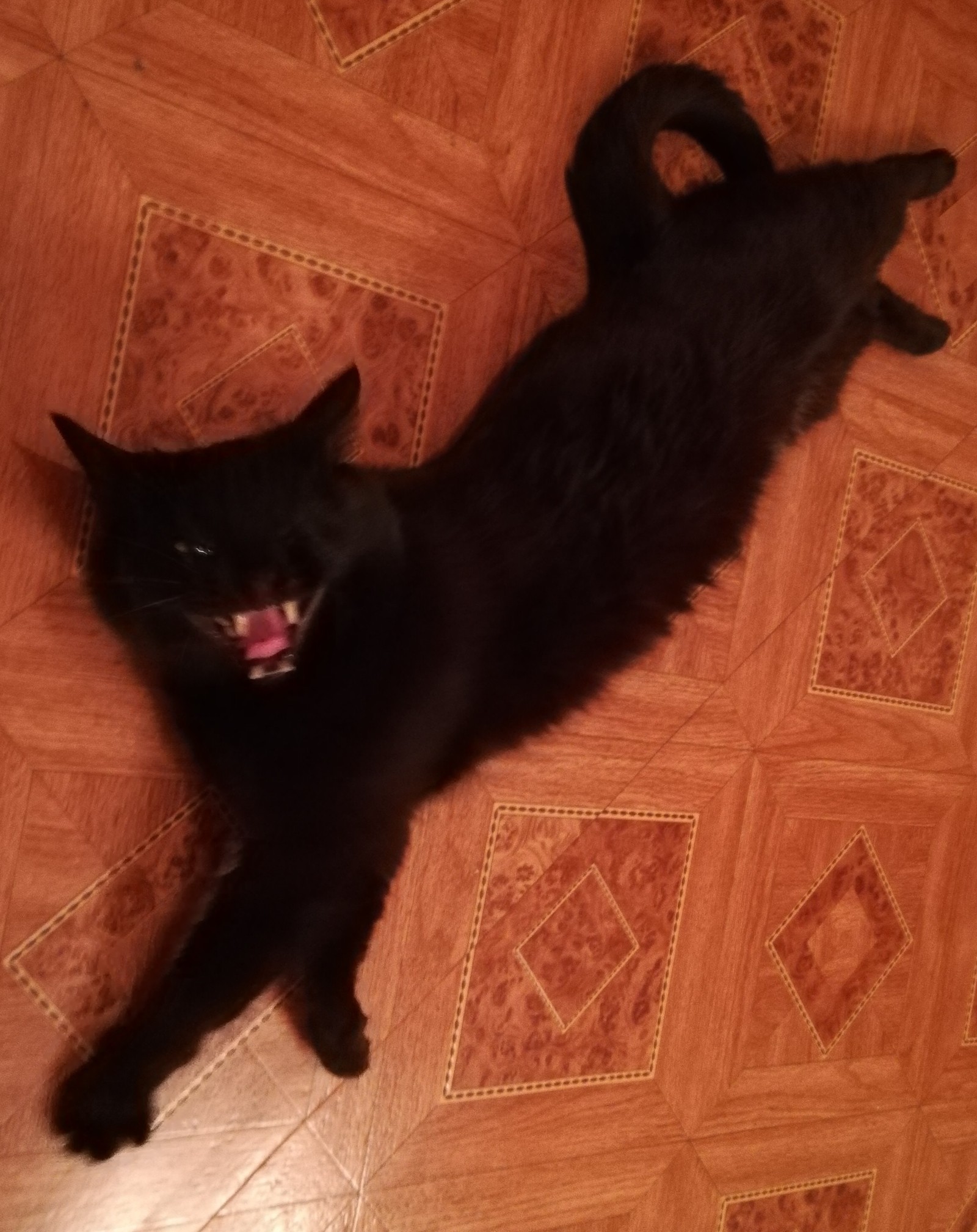 Audition for the role of the Black Panther, episode 1 (besides, it is fizzy when shaken - hisses) - My, Audition, cat, Black Panther