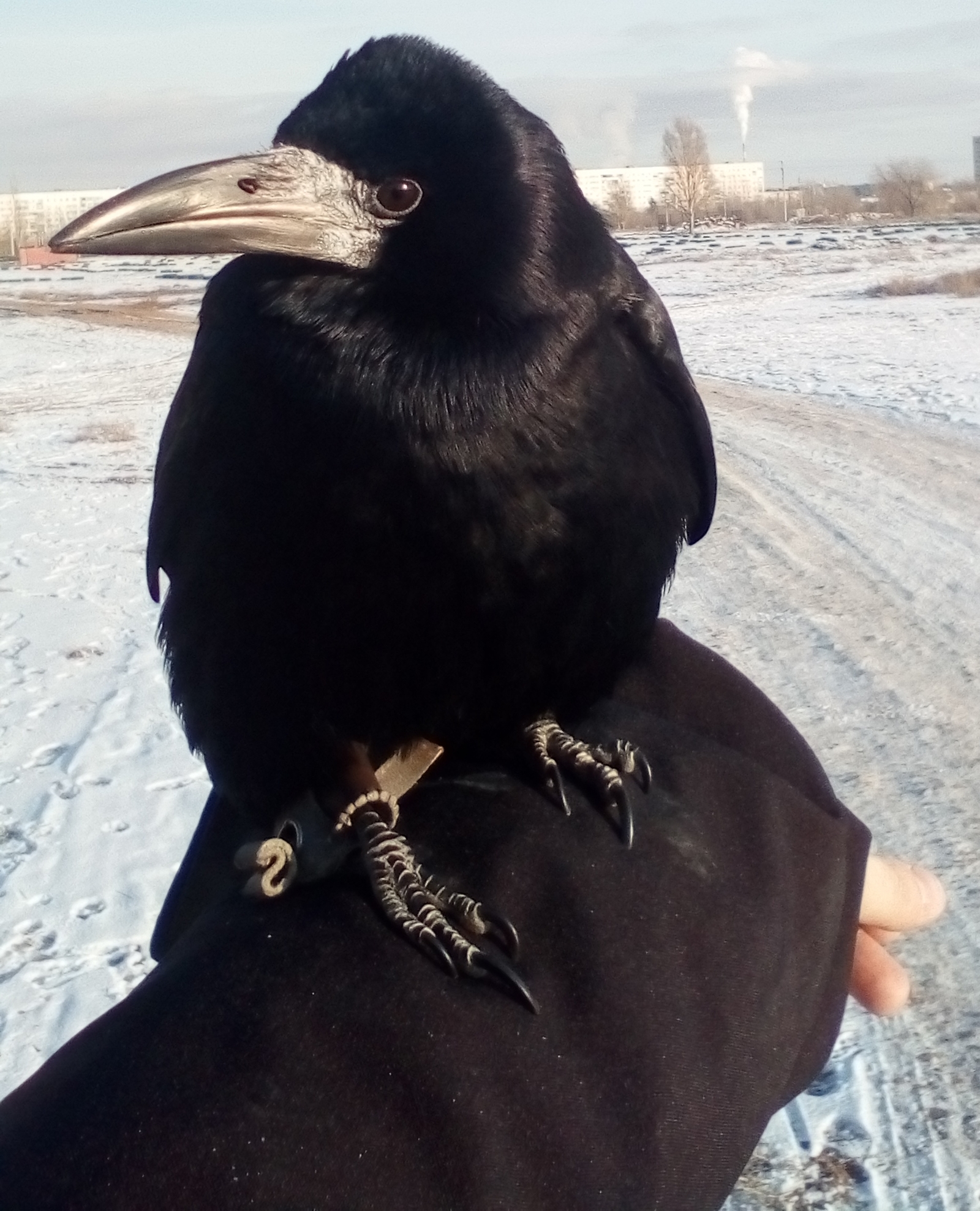 winter rook - My, Ricky the Rook, , Birds