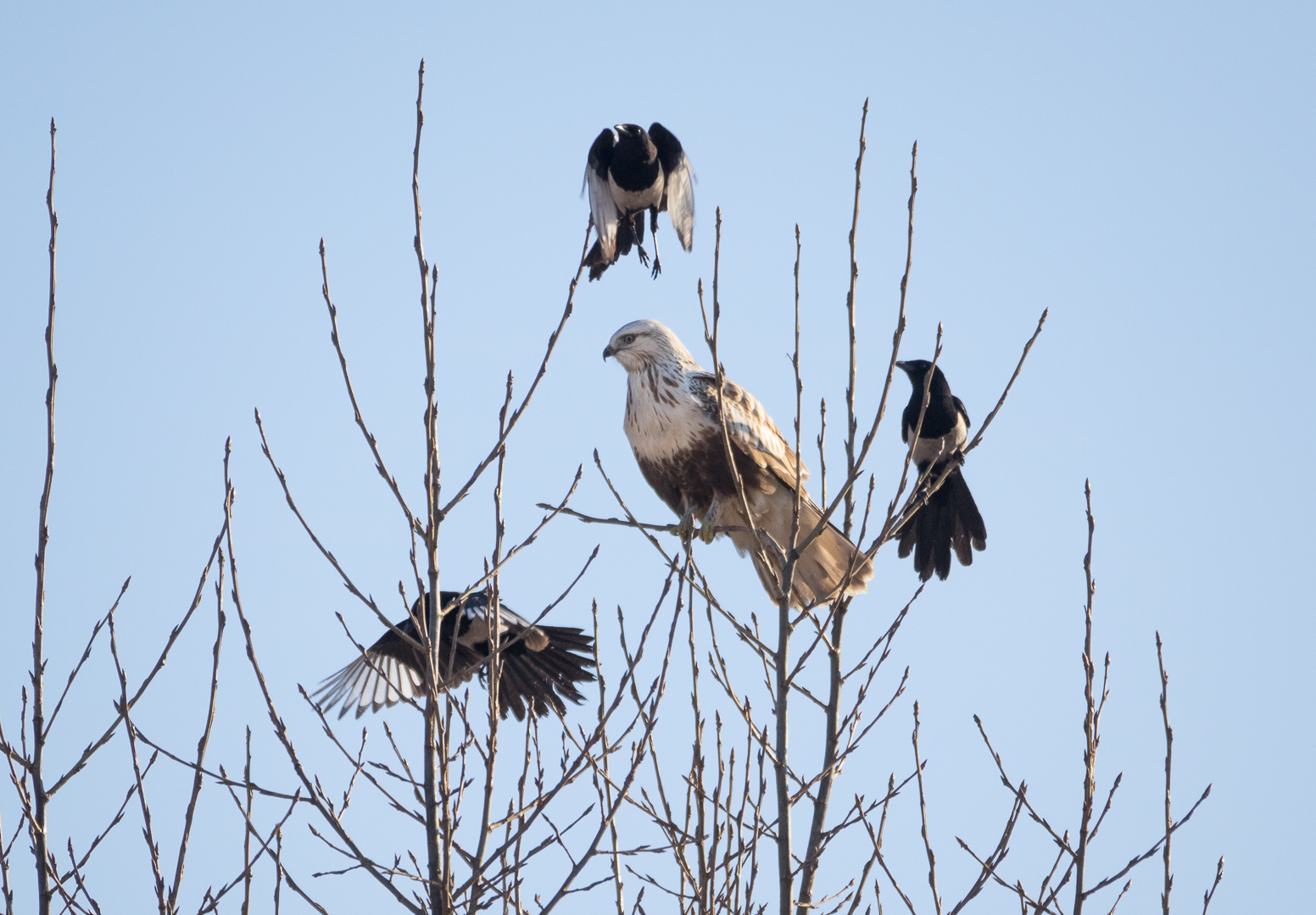 buzzards - My, Photo hunting, Buzzard, , Predator birds, Longpost