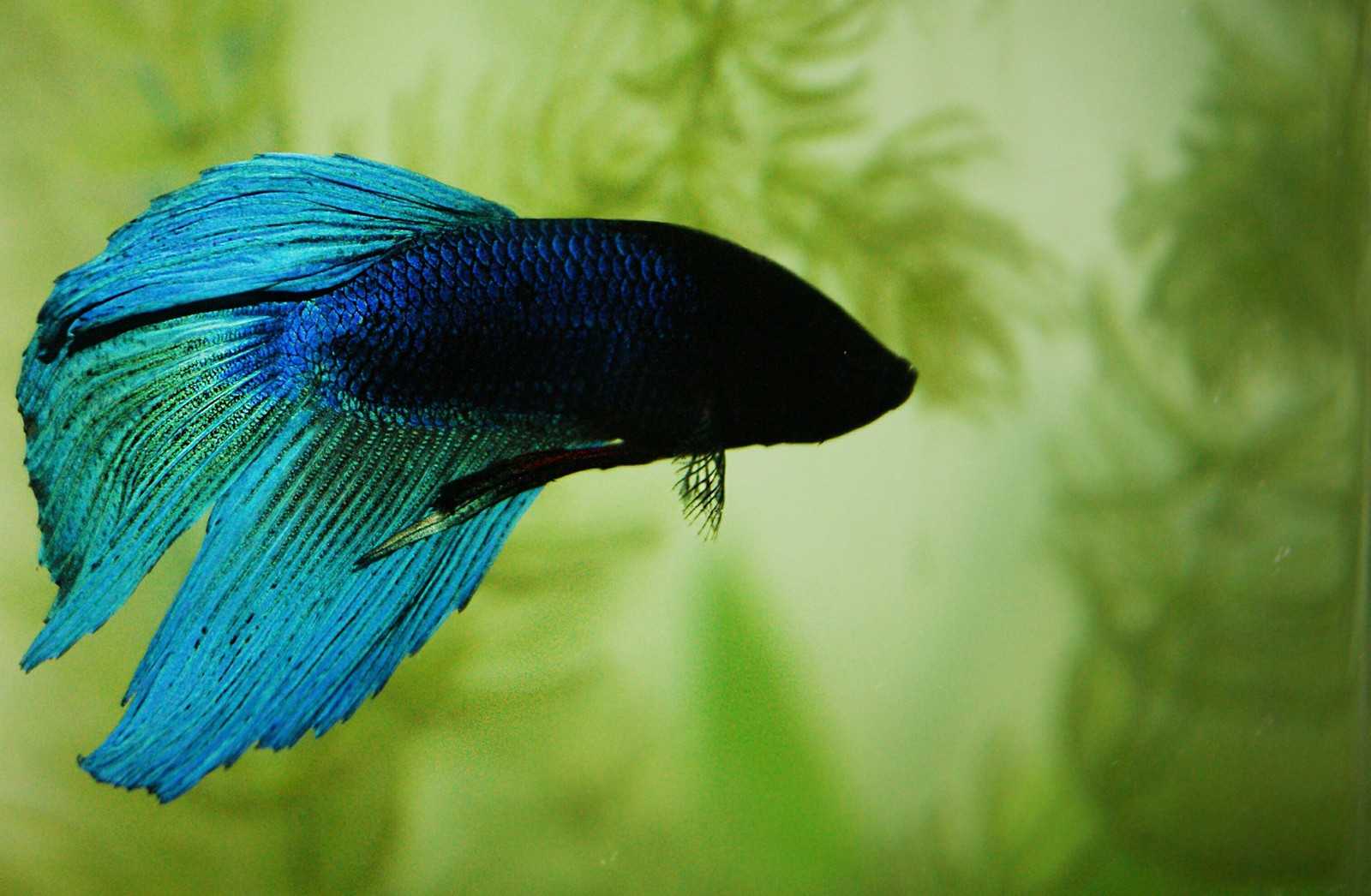 Betta splendens - My, Animals, Aquarium, Aquarium, Aquarium fish, Macro photography, The photo