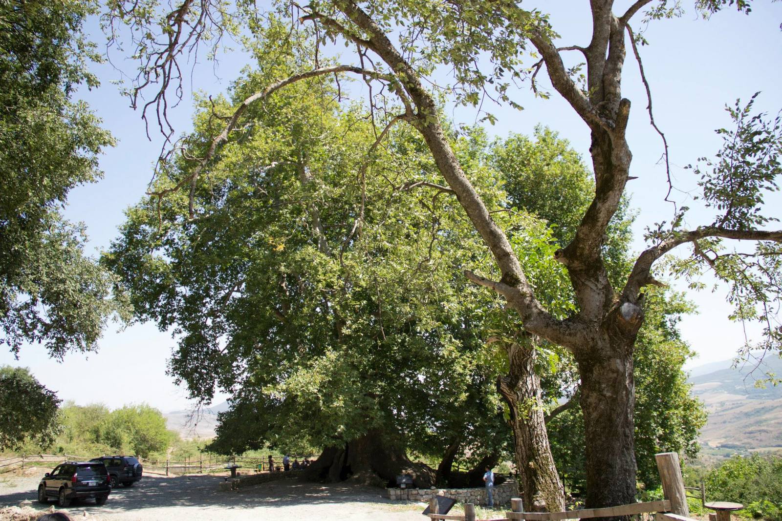 Tnjri - Plane tree which is 2000 years old. Nagorno-Karabakh. - My, Nagorno-Karabakh, Tree, The photo, Armenia, Longpost