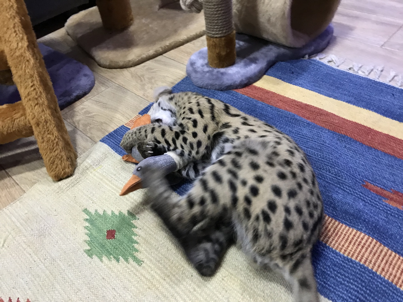 Servals. Part 3 (long post) - My, Serval, cat, Toothbrush, Longpost, Video