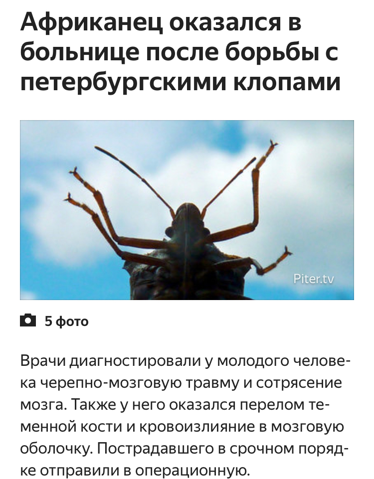 Some dangerous bugs - Bedbugs, Saint Petersburg, news, Yandex News