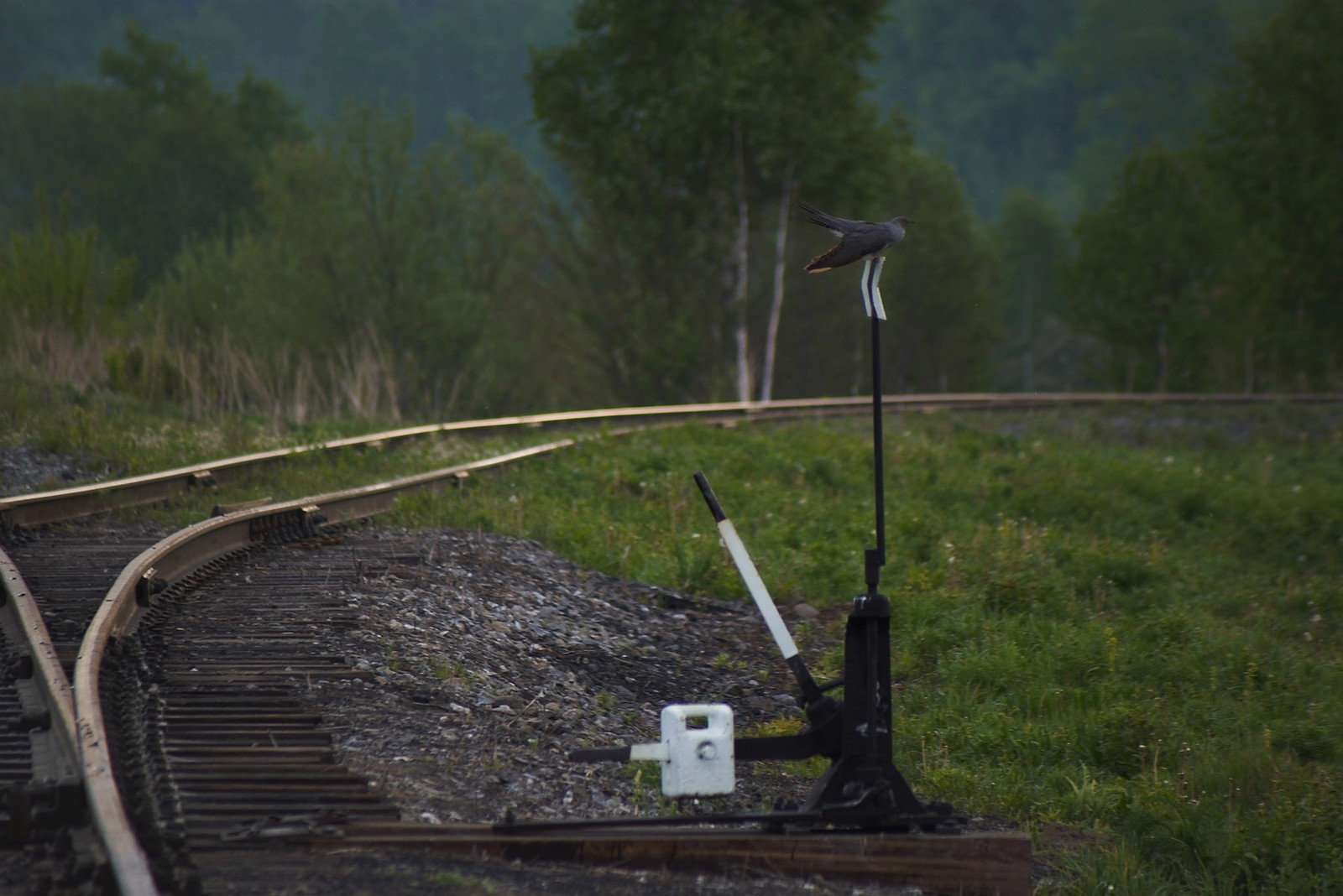 Cuckoo - My, Cuckoo, Railway, Birds, Longpost