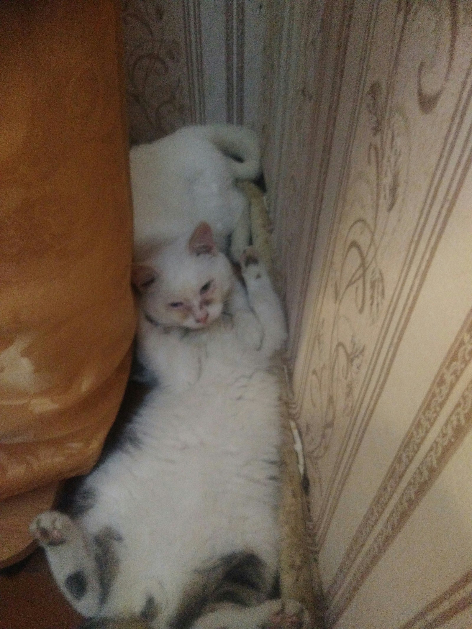 Centipede) - My, cat, Catomafia