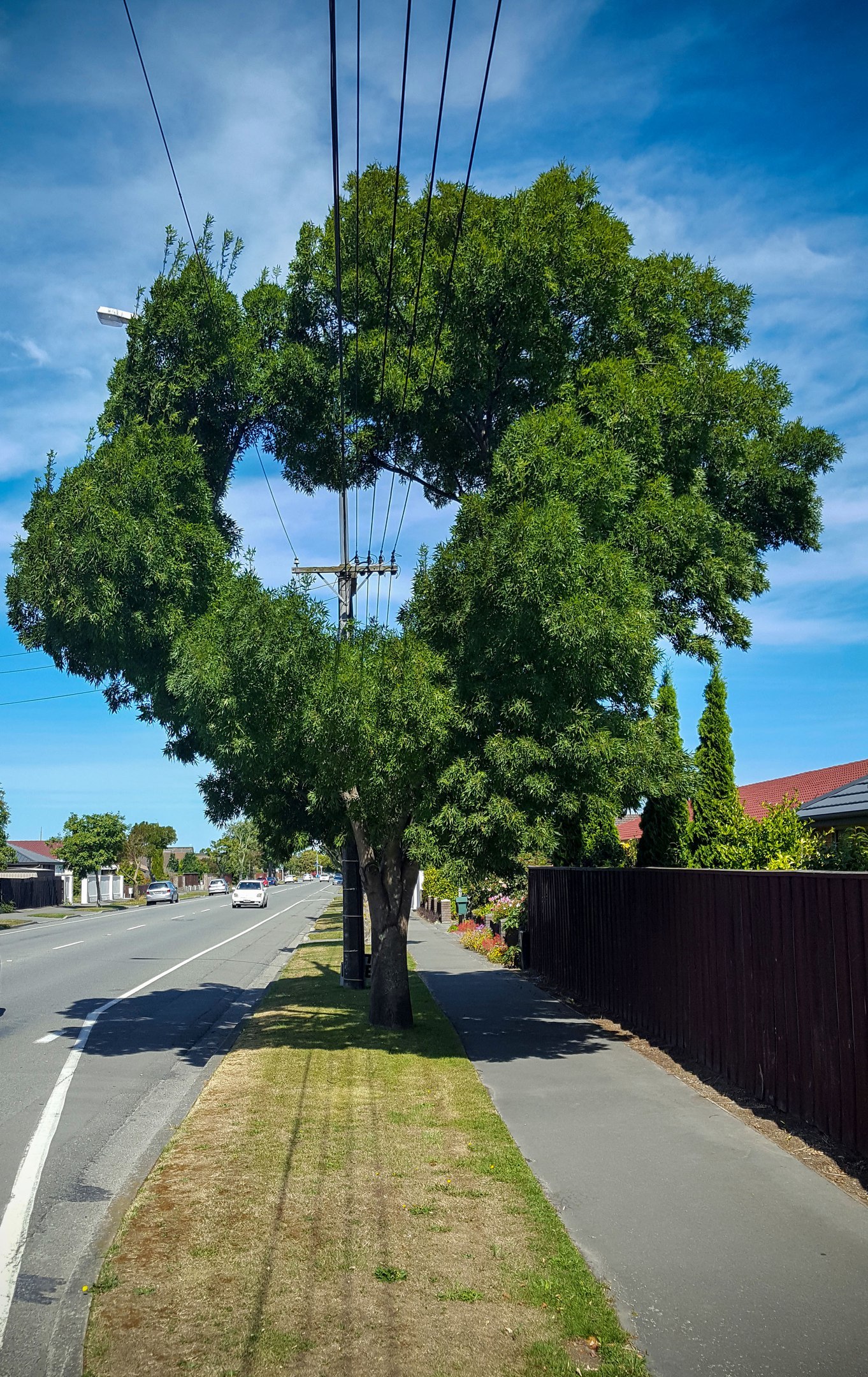 Tree vs power line - My, New Zealand, The photo, Tree, Nature