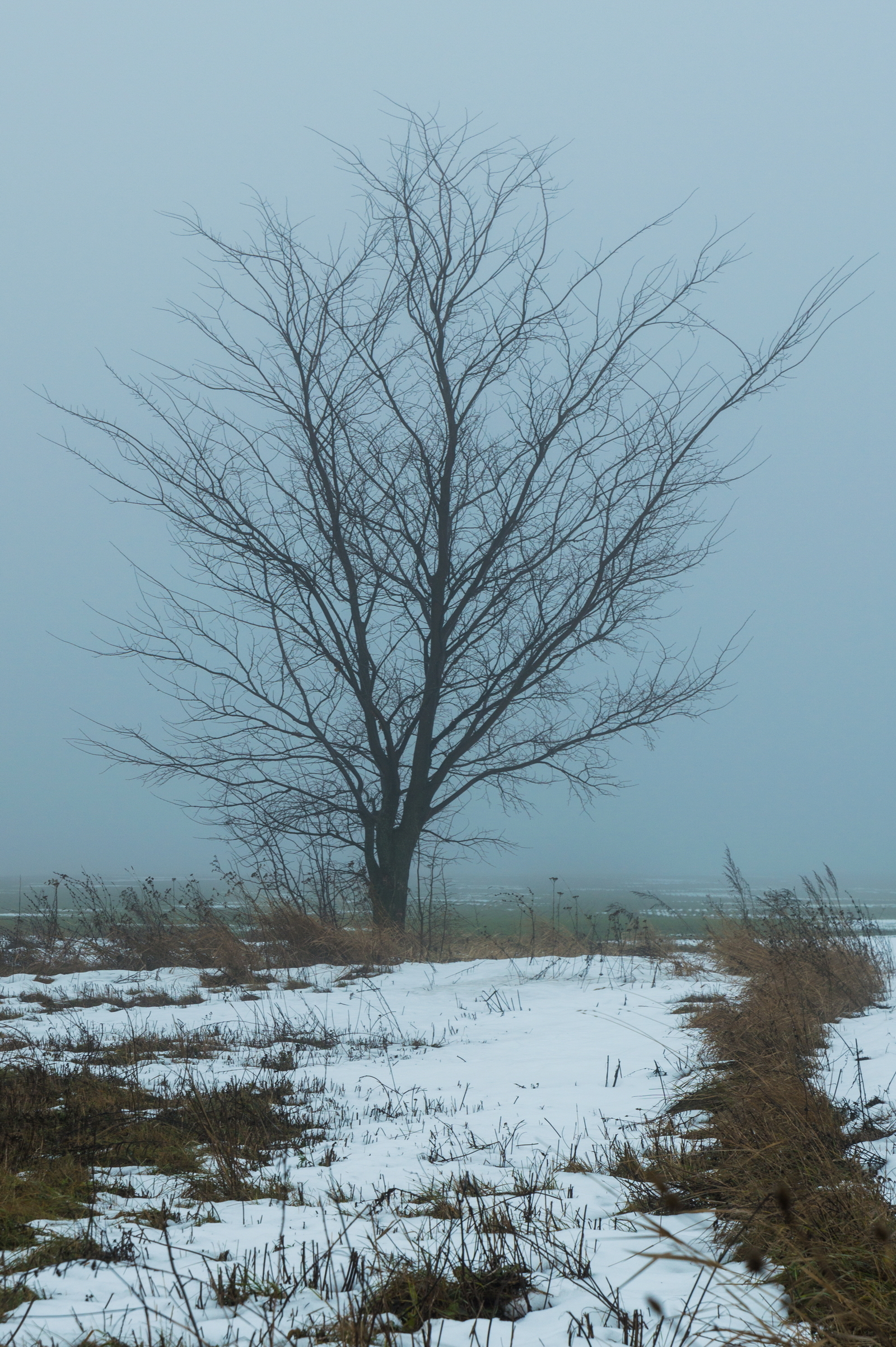 Fog - My, The photo, Village, Fog, Longpost