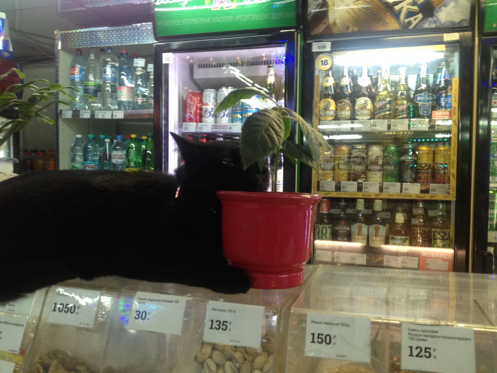 Again for a beer? - My, cat, Holidays, Alcohol