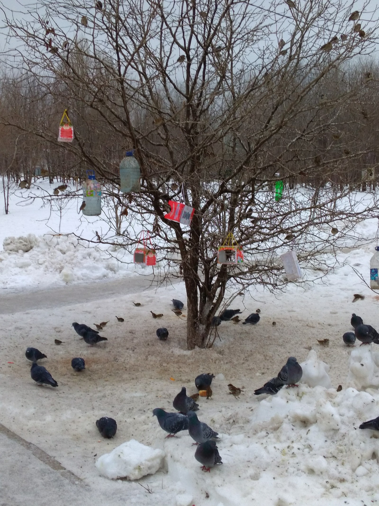 Dedicated to the pigs of all Russia, or how mass New Year's festivities are held in Samara - My, Disgusting, Samara, New Year, Longpost