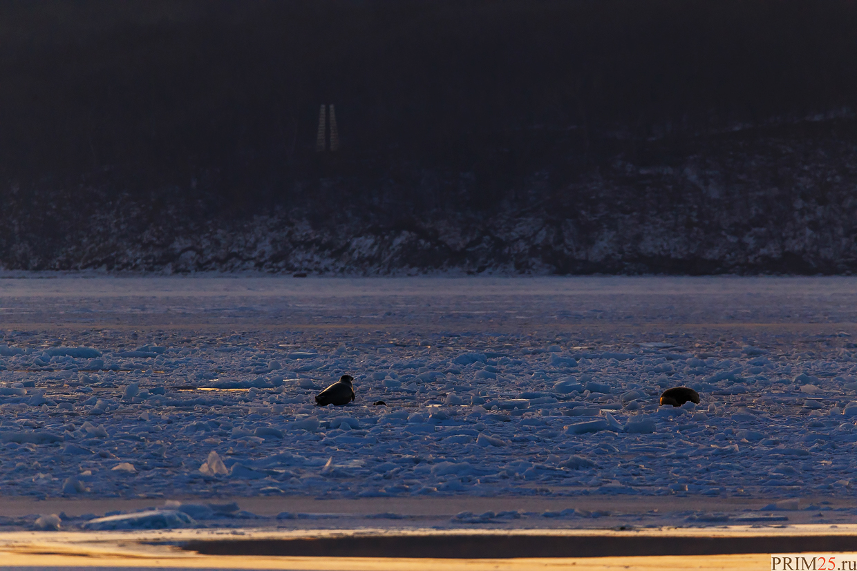 Christmas dawn at Tokarevsky lighthouse - My, Vladivostok, Tokarevsky Lighthouse, Longpost