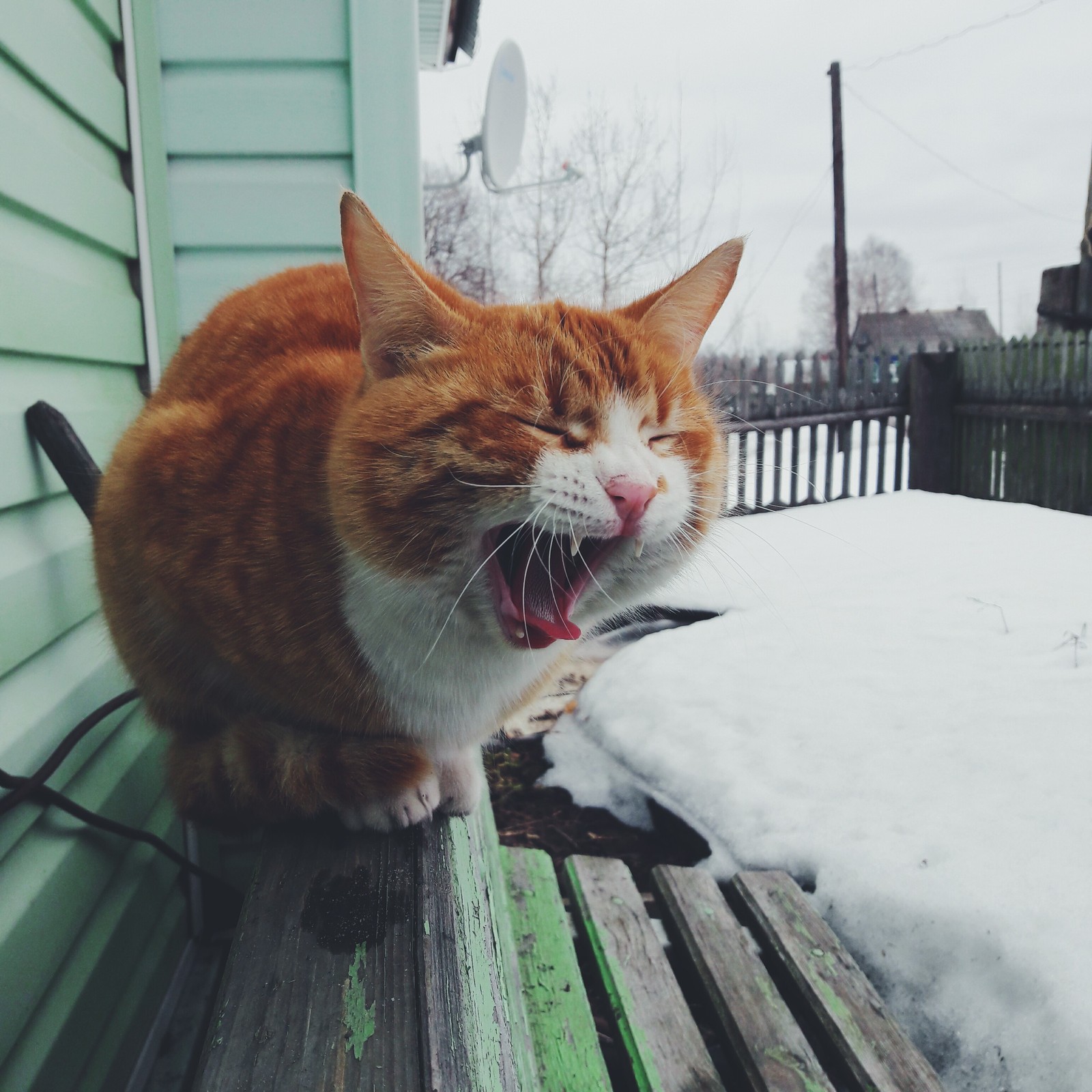 Country cat - My, cat, The photo, Yawn, Redheads