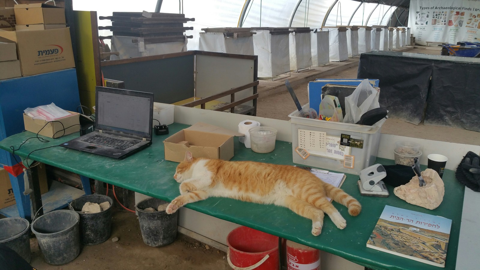 Working cat days - My, cat, Catomafia, 