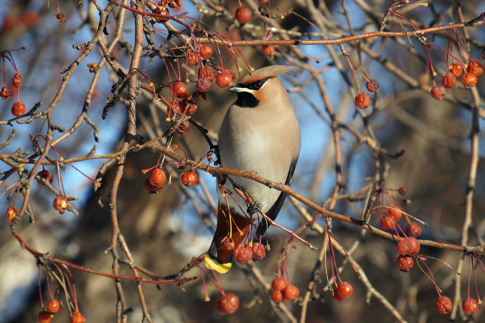 Waxwings - My, Waxwing, Birds, The photo, Siberia, Longpost