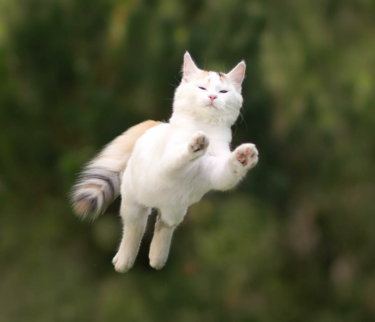 Serenity - Animals, Flight, Bounce, Levitation, cat