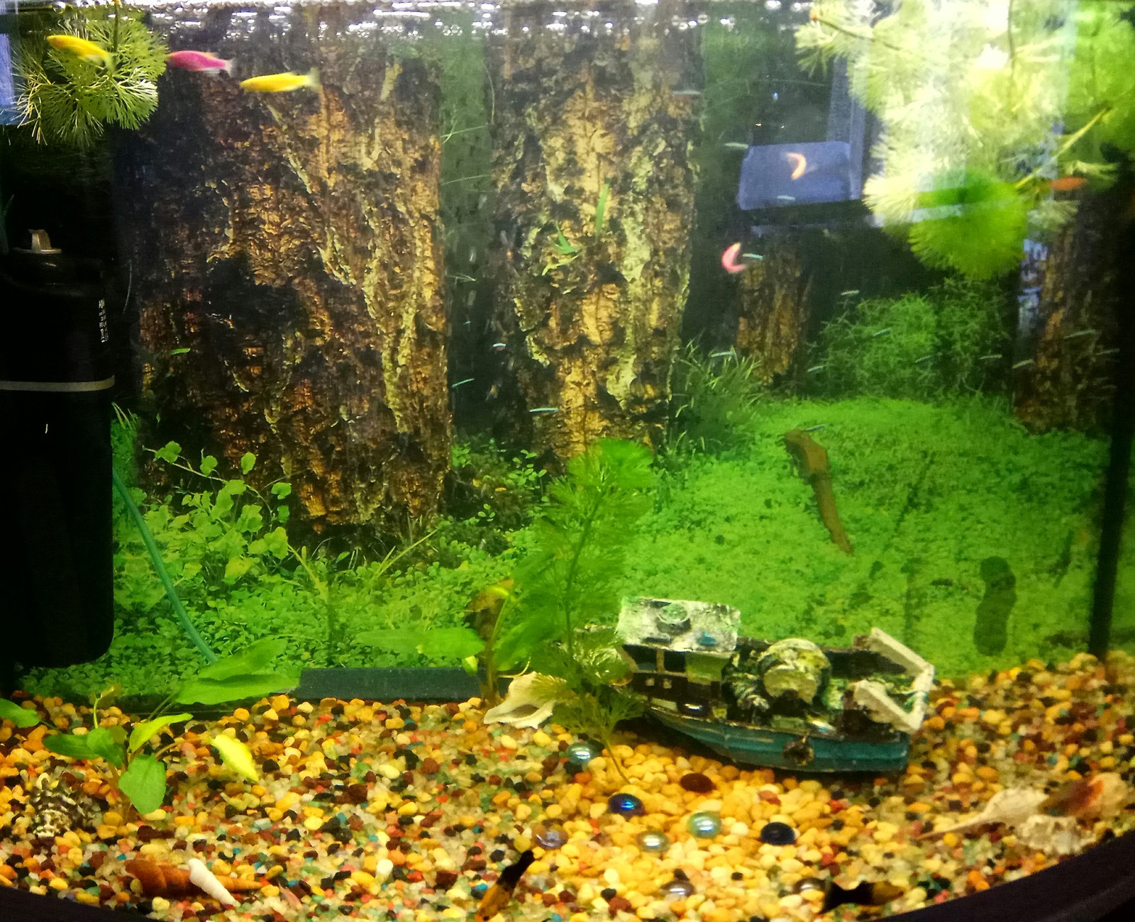 Aquarium rescue. (Part 3) - My, Aquarium, Aquarium, Help, Longpost