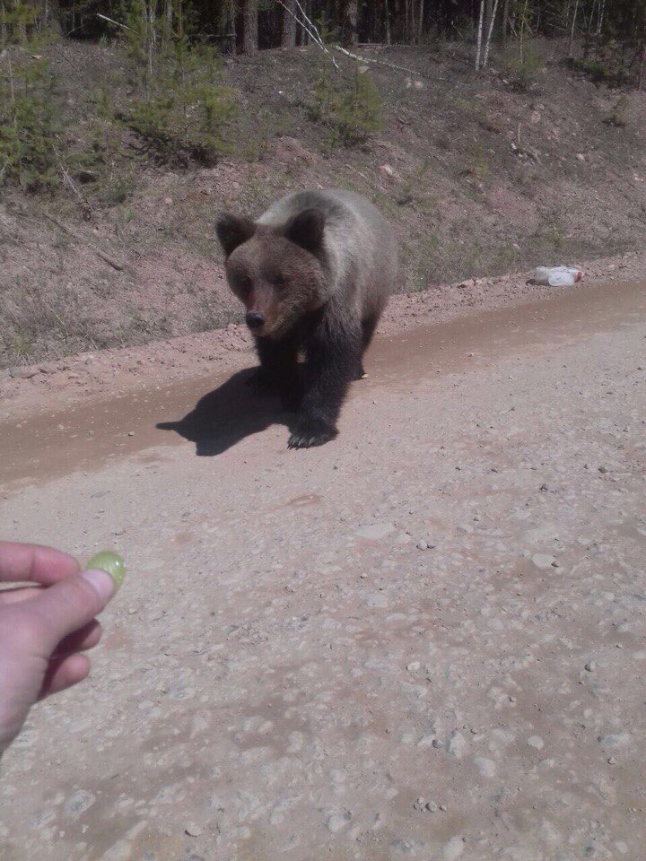 Misha loves caramel) - My, Michael, Nature, The Bears, Longpost