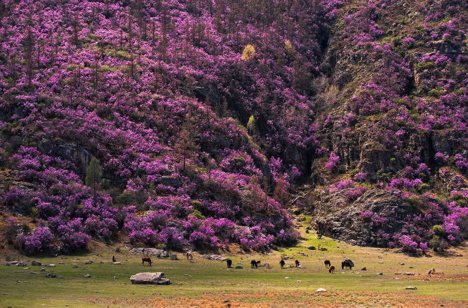 Life in the Altai Republic (part 2) - Altai, Mountain Altai, Nature, Longpost, Altai Republic