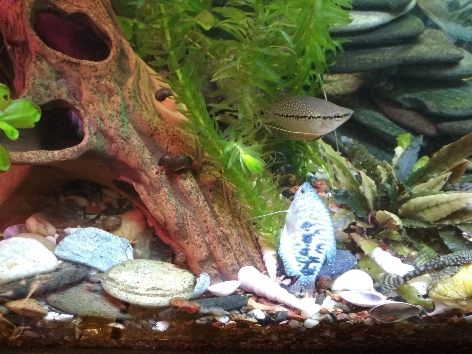 Aquarium disappears, advice needed! - My, Aquarium, Need advice, Longpost