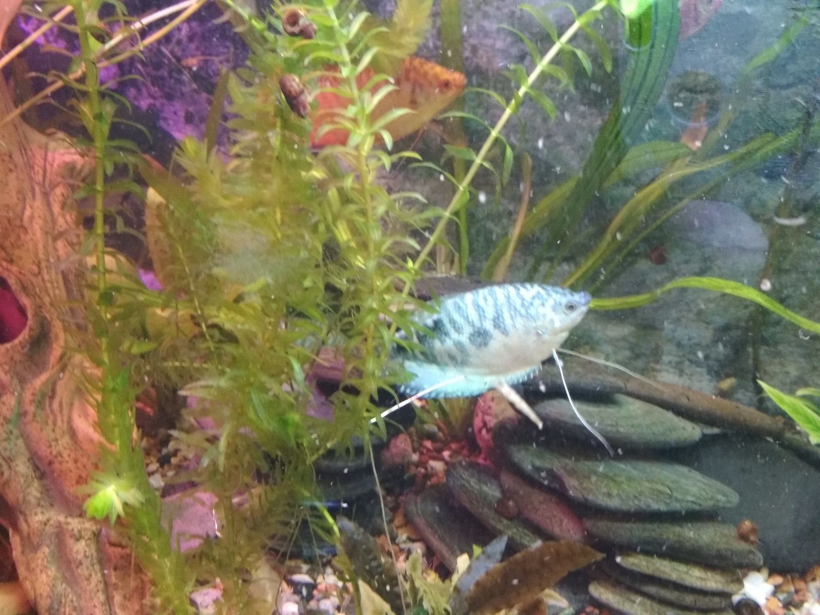 Aquarium disappears, advice needed! - My, Aquarium, Need advice, Longpost