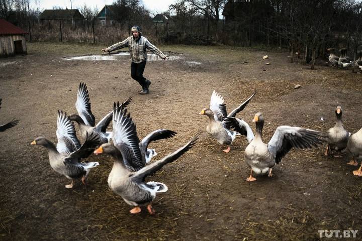 Как горожанин уехал из Минска в село и разводит гусей - Республика Беларусь, Деревня, Жизнь в деревне, Минск, Село, Agronews, Длиннопост