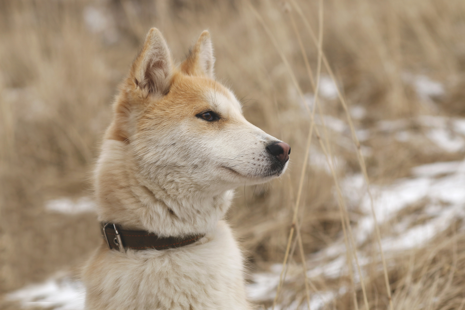 Someone's phenotype - My, Dog, Animal shelter, Sheremetyevo Shelter, Longpost