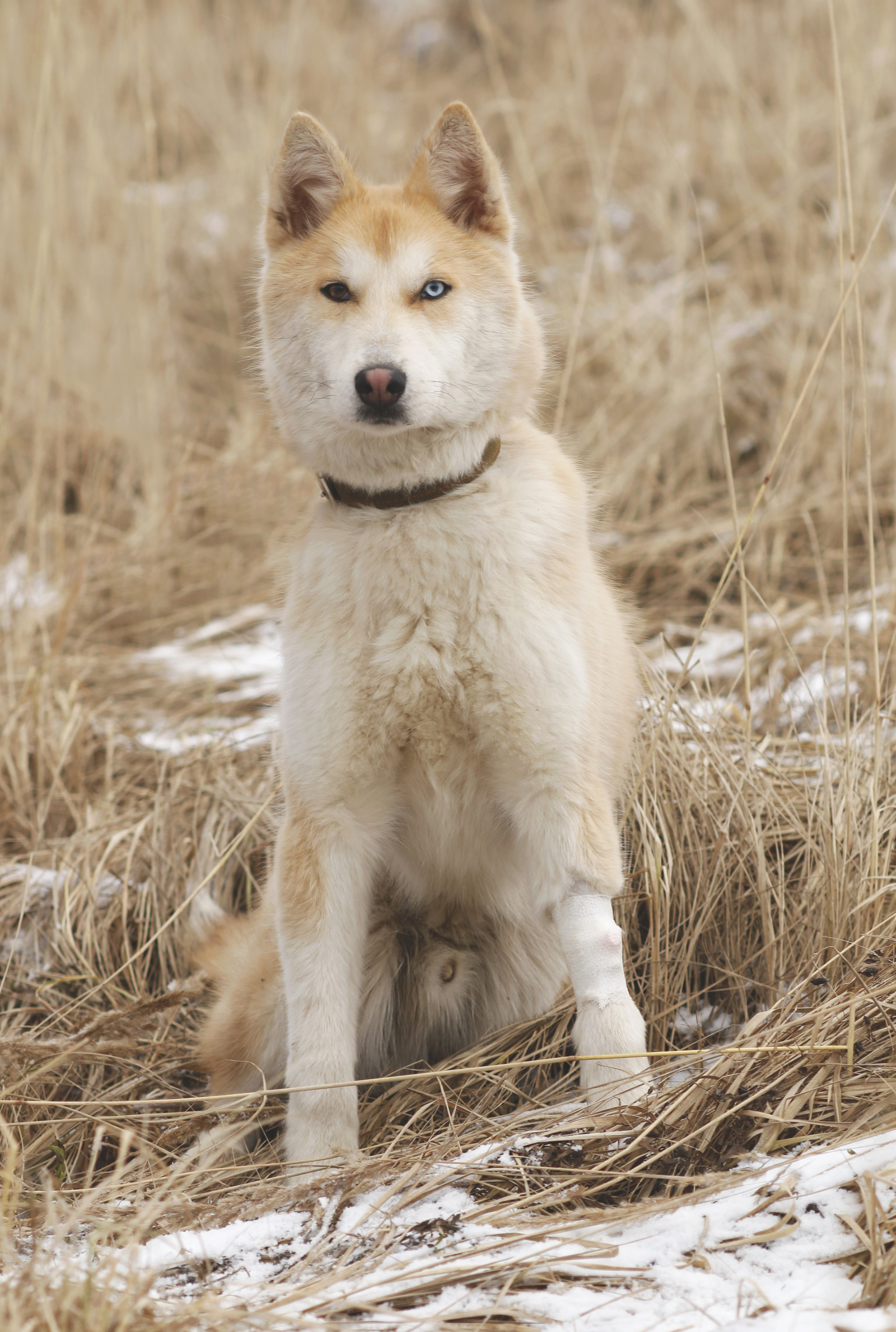 Someone's phenotype - My, Dog, Animal shelter, Sheremetyevo Shelter, Longpost