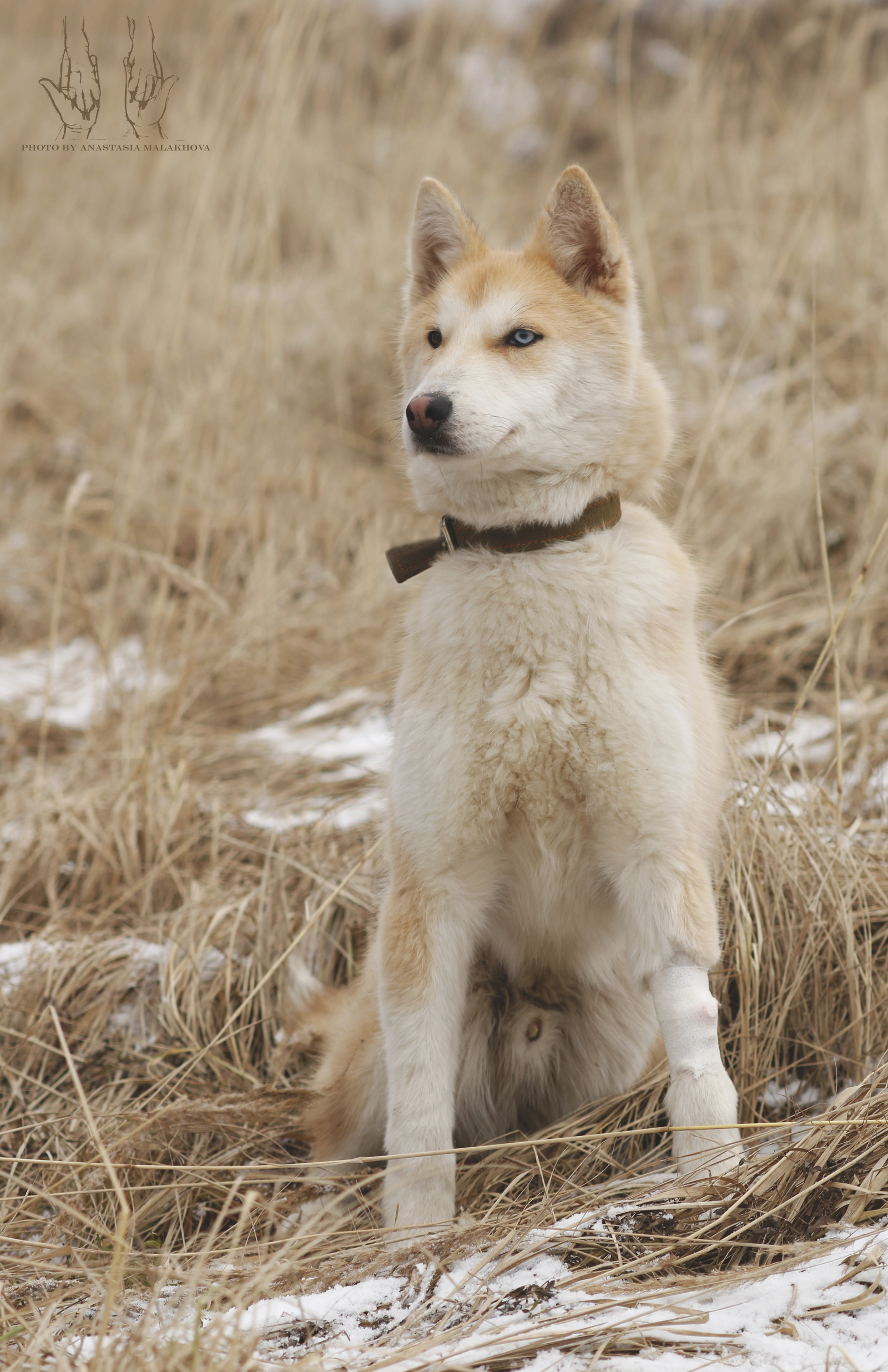 Someone's phenotype - My, Dog, Animal shelter, Sheremetyevo Shelter, Longpost