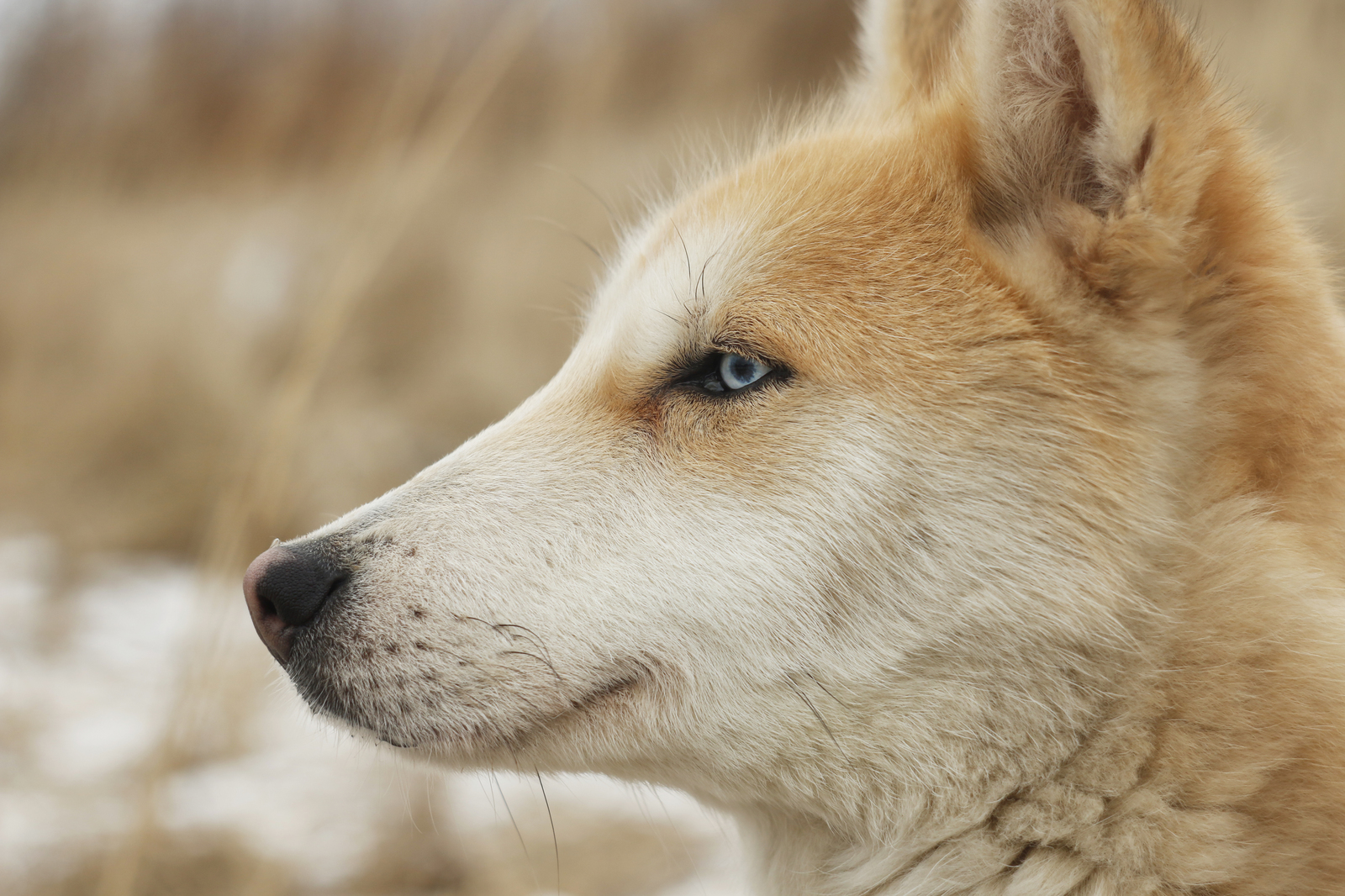 Someone's phenotype - My, Dog, Animal shelter, Sheremetyevo Shelter, Longpost