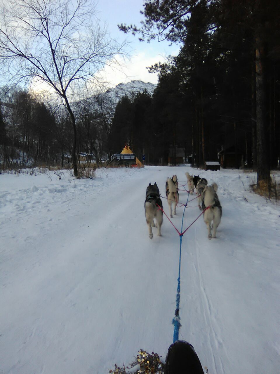 A dream come true... - My, Dog, The mountains, Dream