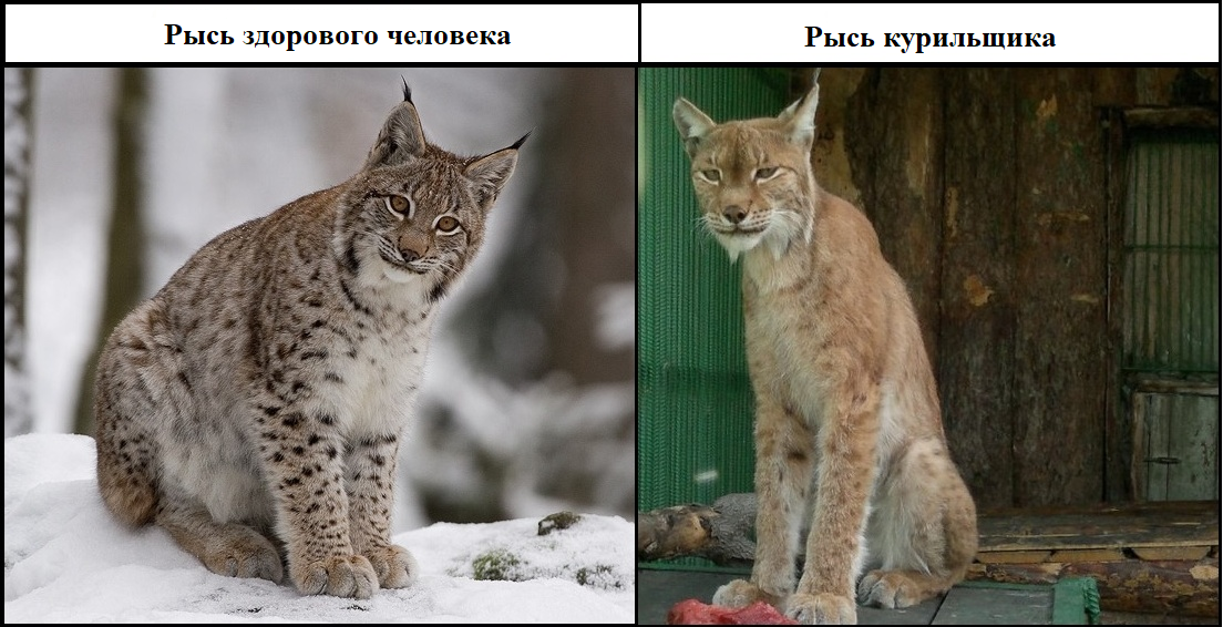 Ryski - My, Animals, Lynx, A healthy person smoker, Bolsherechensky Zoo
