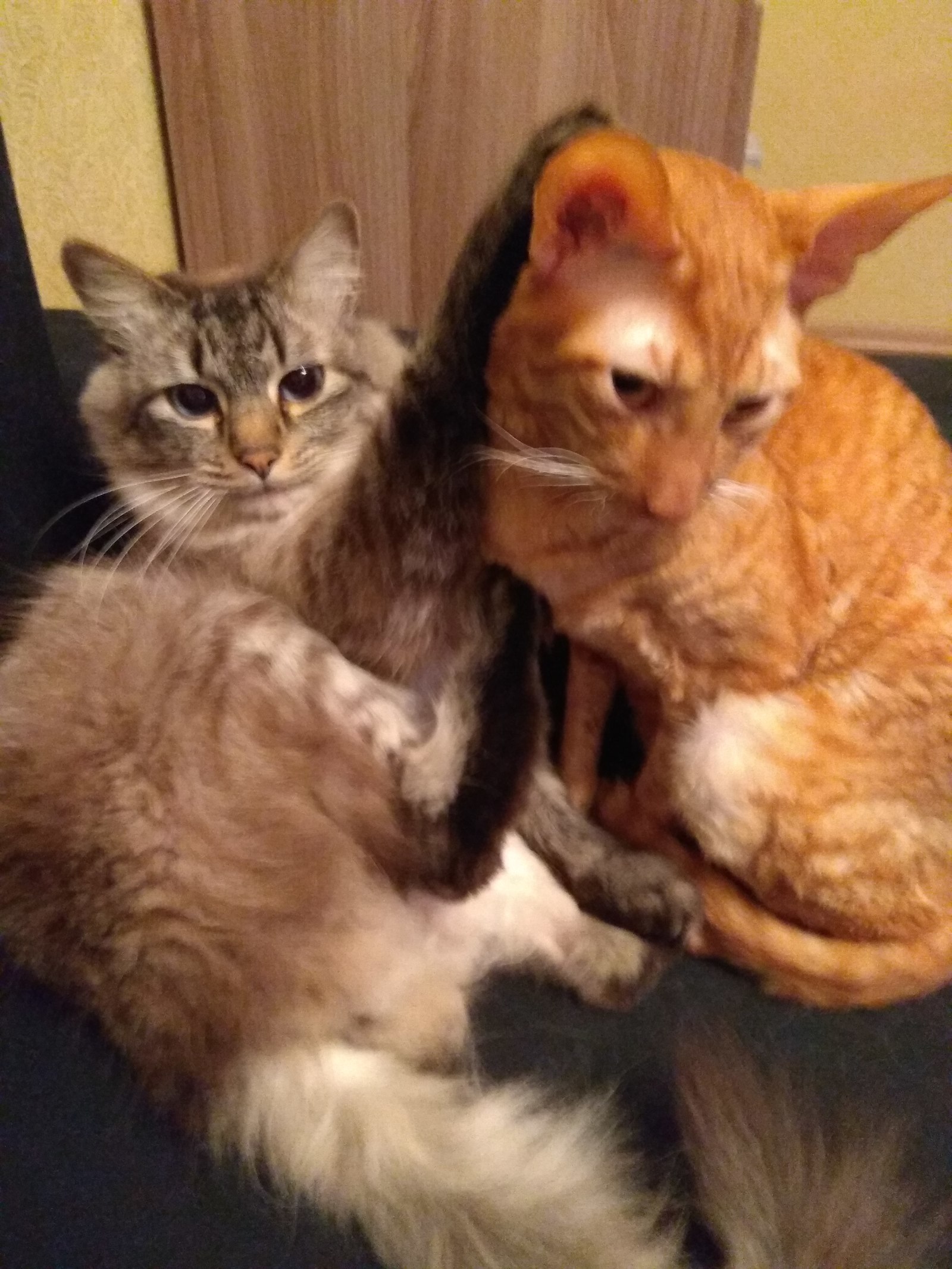 Baron Pufenbach and Duke Boniface - My, cat, Catomafia, Cornish Rex, Thai cat, Longpost