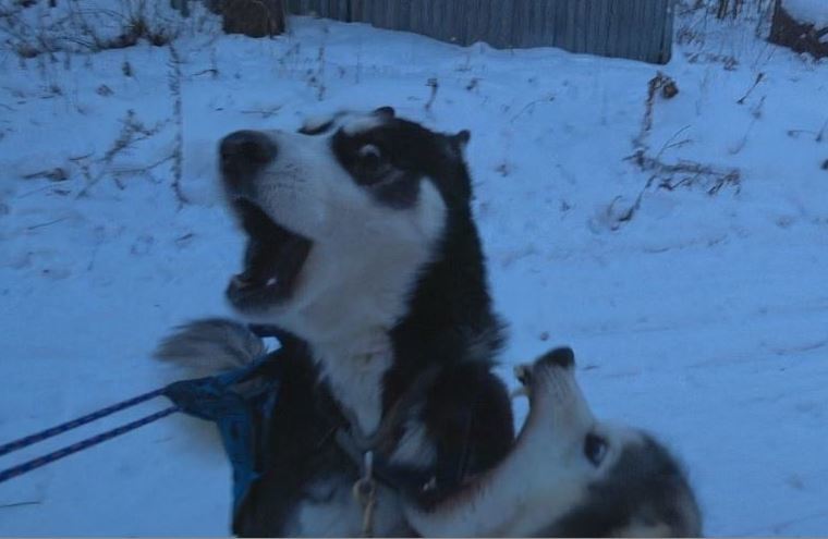 I think I will go... - My, Husky, Dog, Surgut, , Bite, The fright, Bitten on the barrel