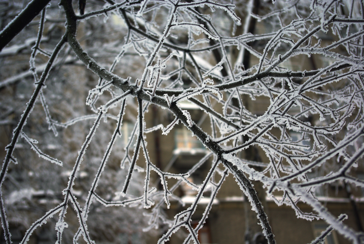 Winter in St. Petersburg. - My, The photo, Saint Petersburg, Moskovsky District, Snow, Winter, Sosuli, Frost, Longpost, Icicles