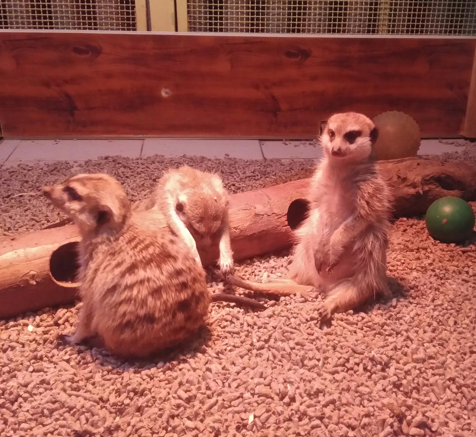 People have holidays, but we have continuous weekdays - Meerkat, New Years holidays