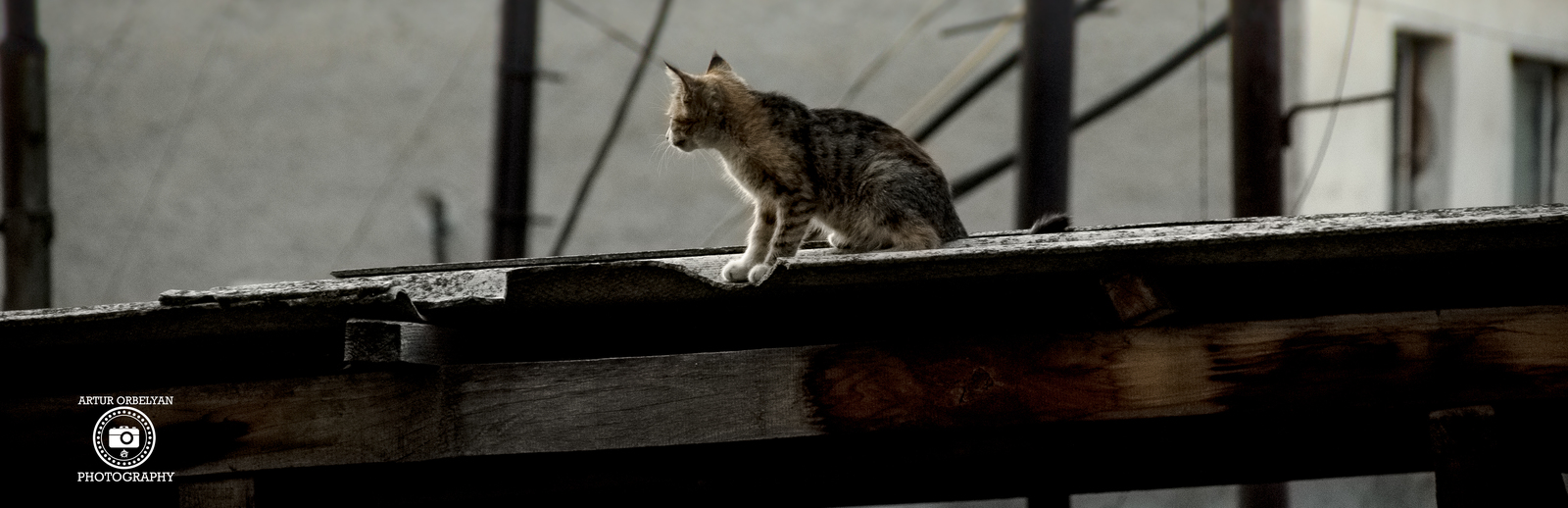 Kitten on the roof - My, cat, The photo, Roof, Milota, Loneliness, Photographer