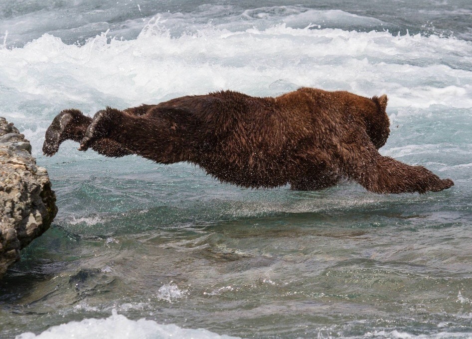 brown angler - The Bears, Fishing, Animals