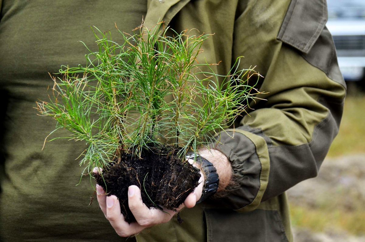 Как вырастить сеянцы сосны или елки на подоконнике | Пикабу