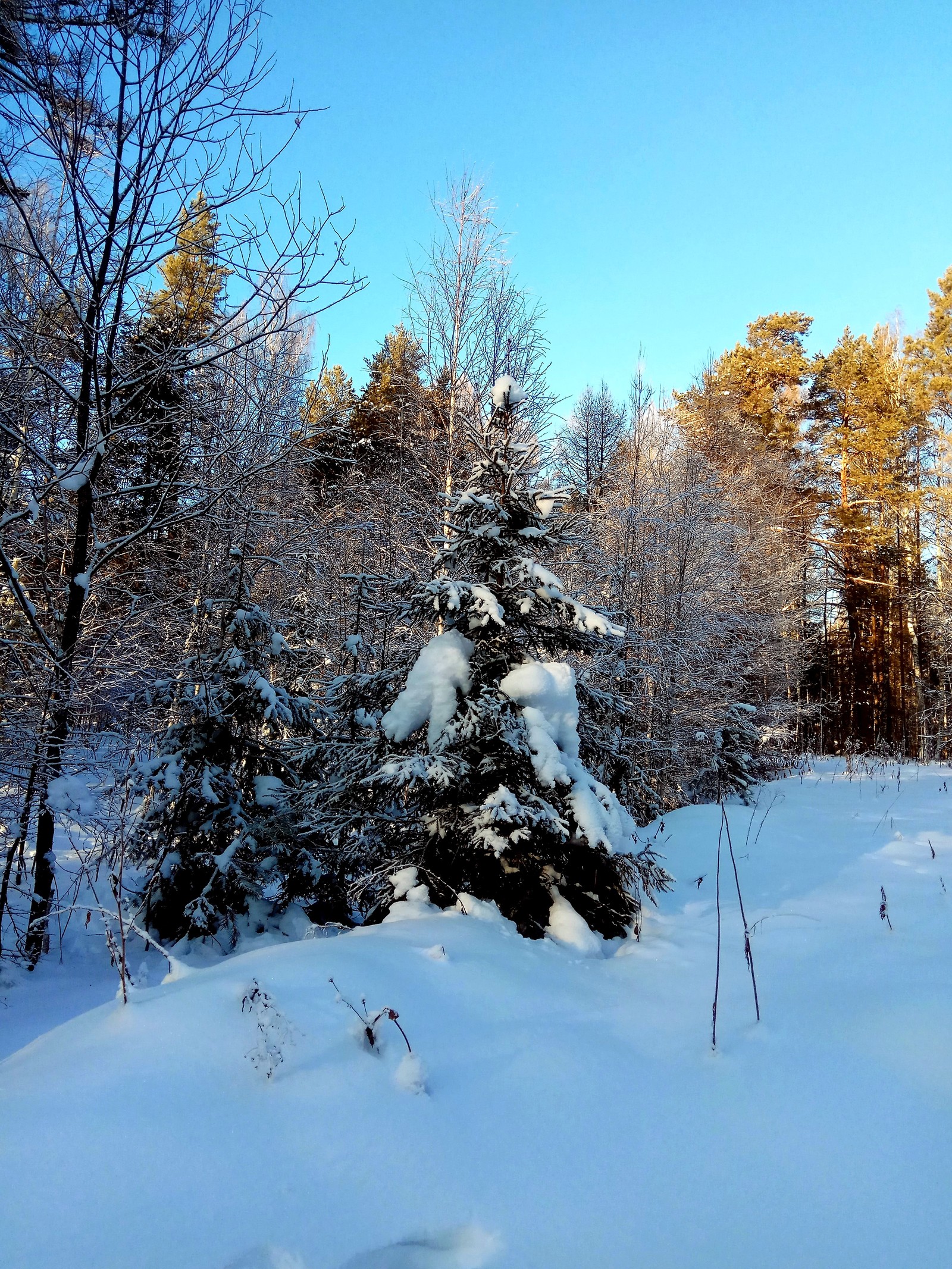 Deer streams - a snowy fairy tale. - My, Ural, deer streams, Winter, beauty, The photo, Video, Longpost