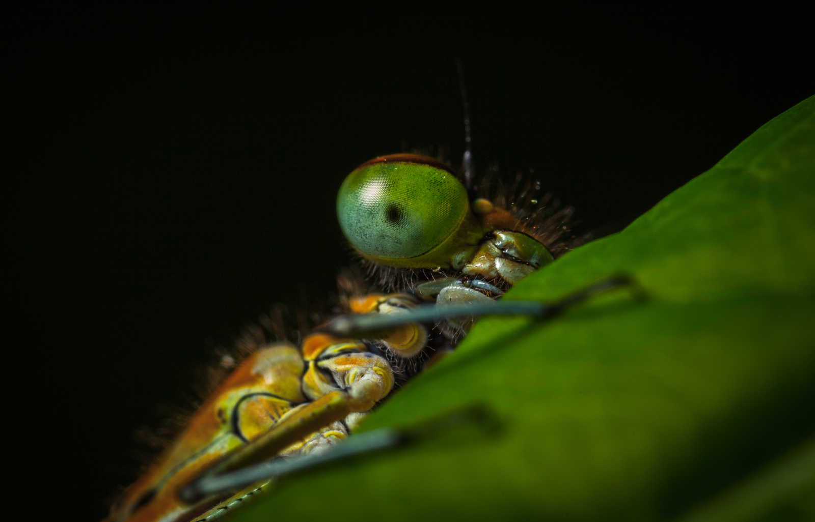 Has the photographer left yet? - My, Macro, Dragonfly, Canon 5DM2, Mp-e 65 mm, Eyes, , Прическа, Macro photography