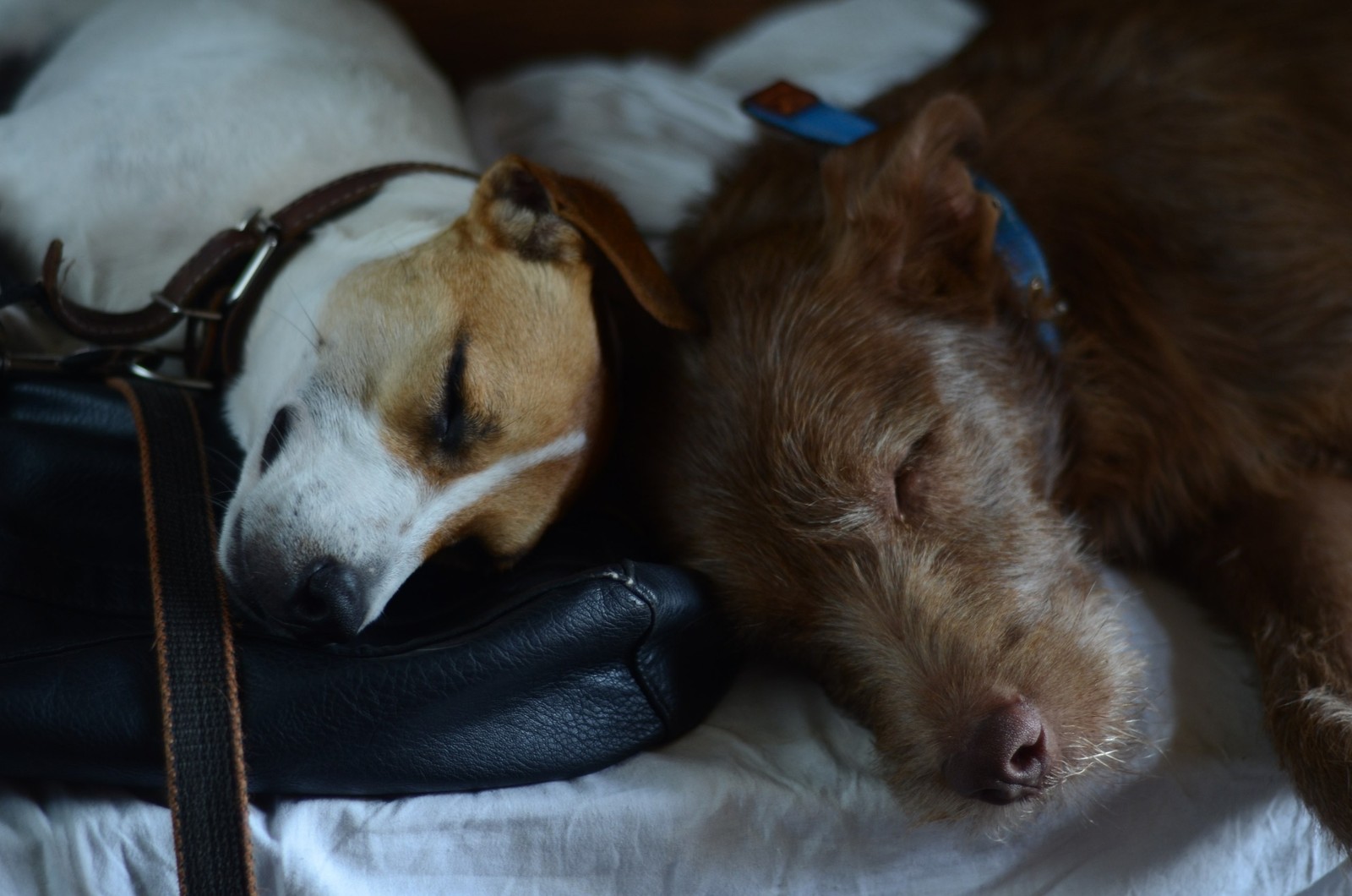 Truffle in Abkhazia - My, Longpost, Travels, Abkhazia, Dog, Dogs and people, Puppies