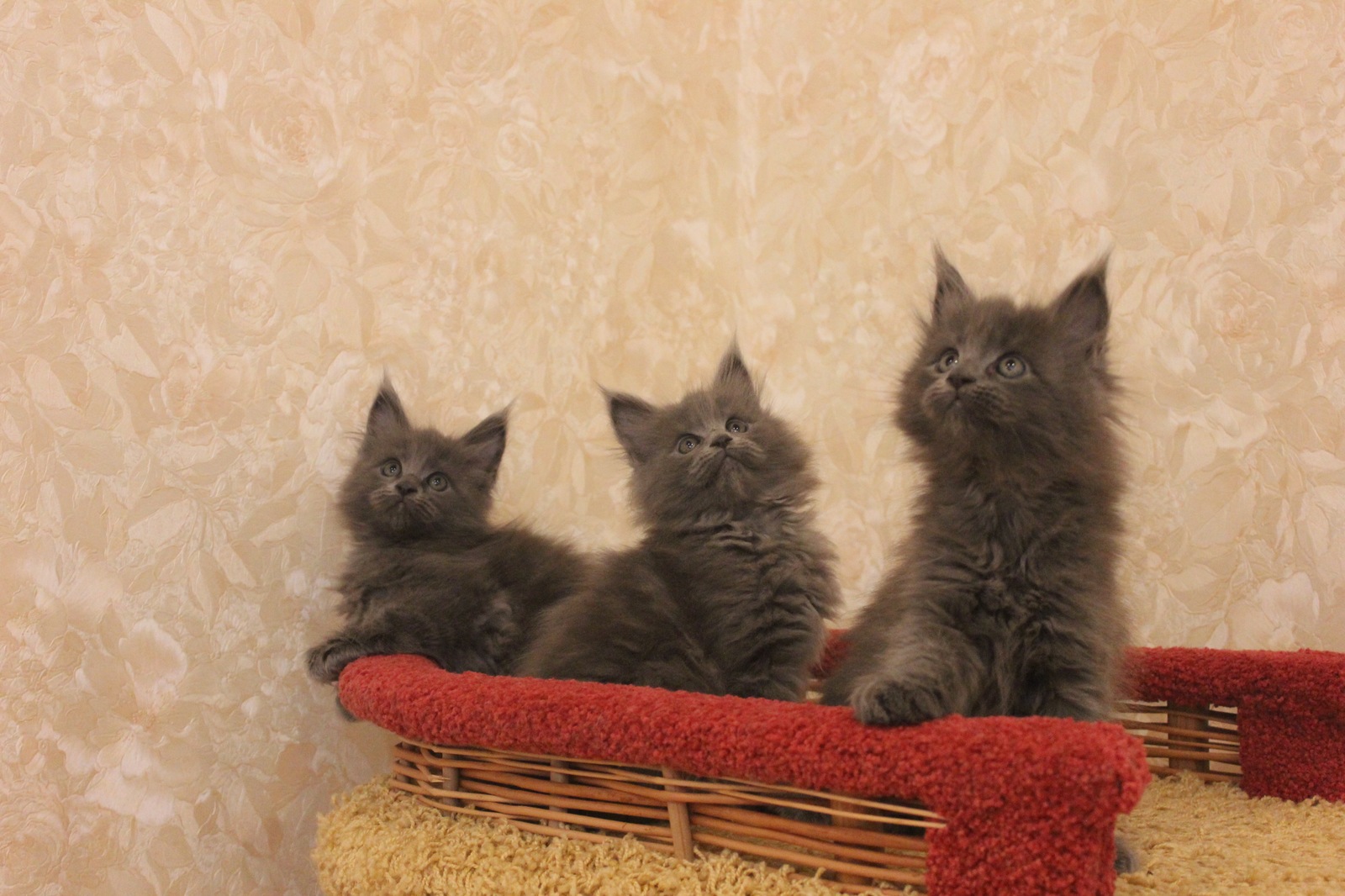 THE BIGGEST HOUSEHOLD CATS! - My, cat, Kittens, Maine Coon, , Catomafia, , Longpost