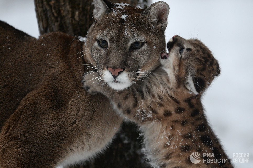 big cats) - cat, Puma, Zoo, Longpost